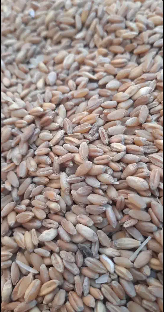 گندم|لوازم جانبی حیوانات|طرهان, |دیوار