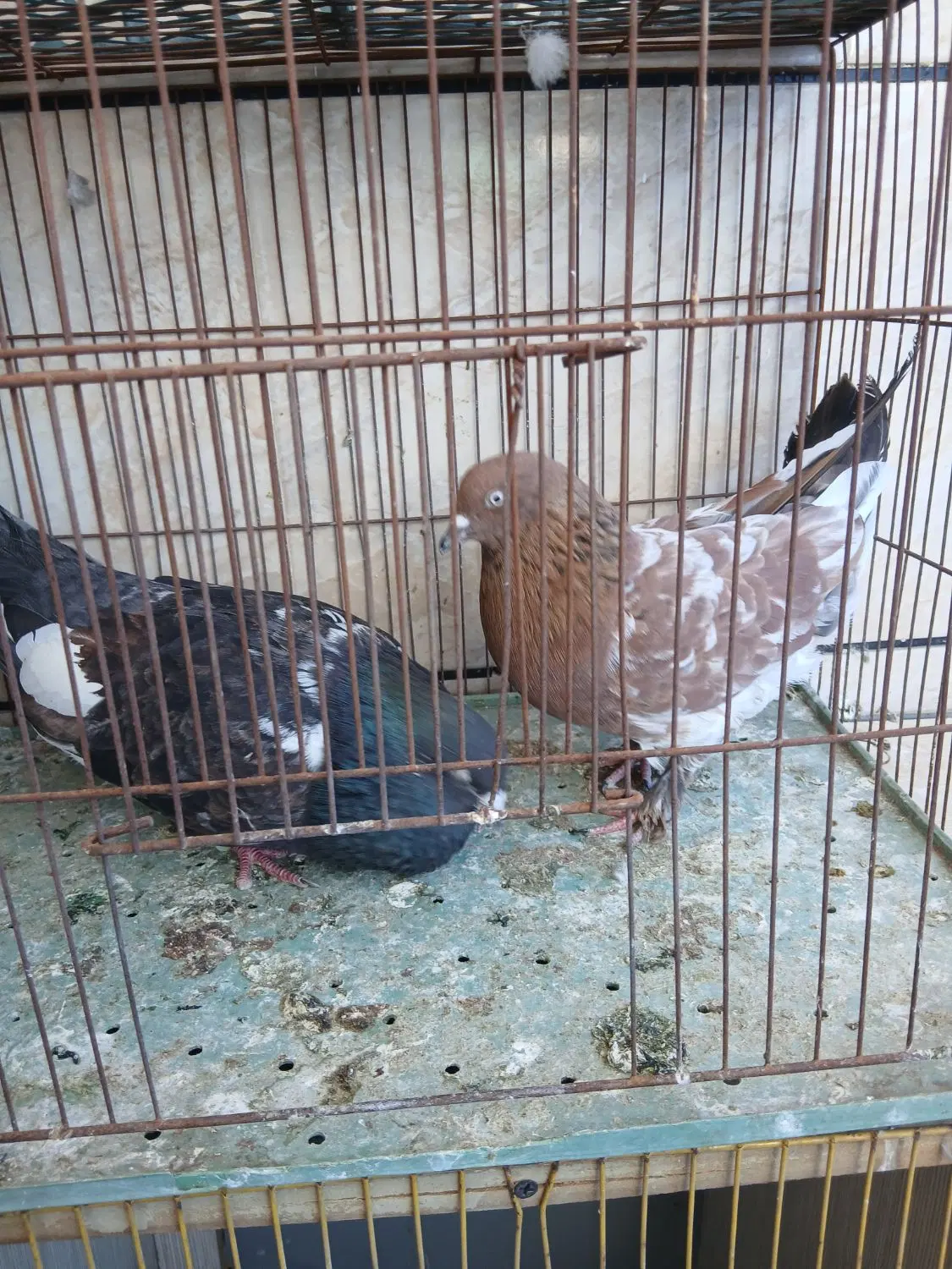 کفتر|پرنده|اهواز, گلستان|دیوار