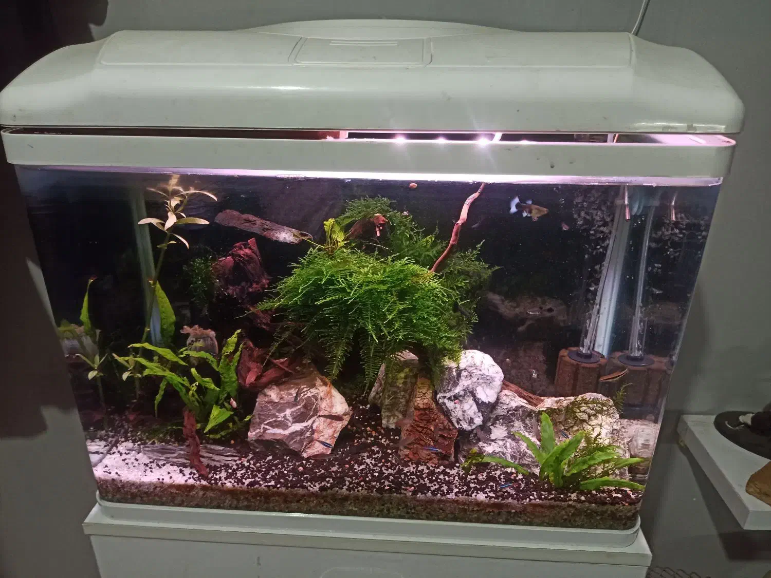 اکواریم پلنت|ماهی|دزفول, |دیوار