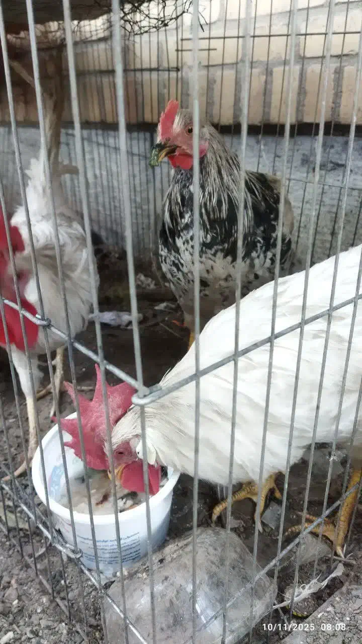 خروس|حیوانات مزرعه|مشهد, شهرک صنعتی توس|دیوار