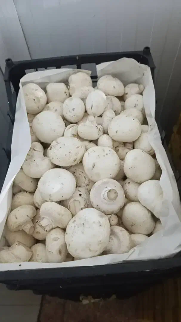 آموزش صفرتاصد پرورش قارچ|خدمات آموزشی|دزفول, |دیوار