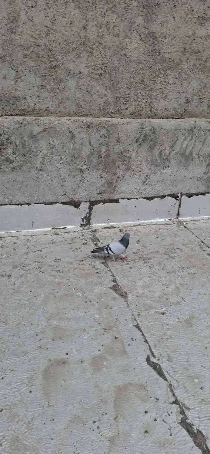 4عدد کفتر|حیوانات|نهاوند, |دیوار