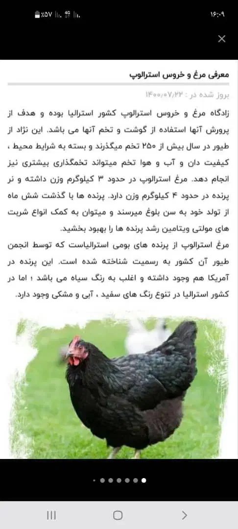 فروش جوجه دوهفته ای مرغ خروس استرالوپ|حیوانات مزرعه|شیراز, میانرود|دیوار