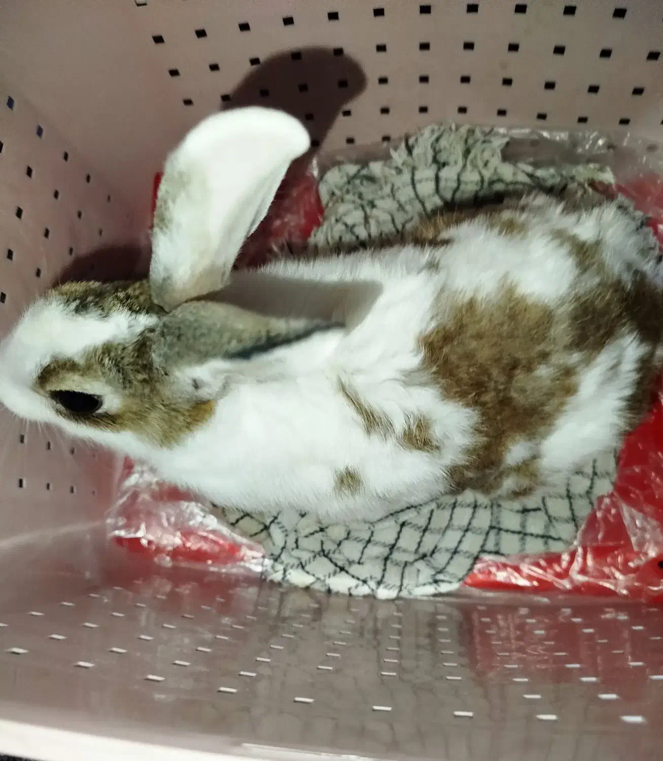 خرگوش داچ آلمانی|موش و خرگوش|تهران, ازگل|دیوار