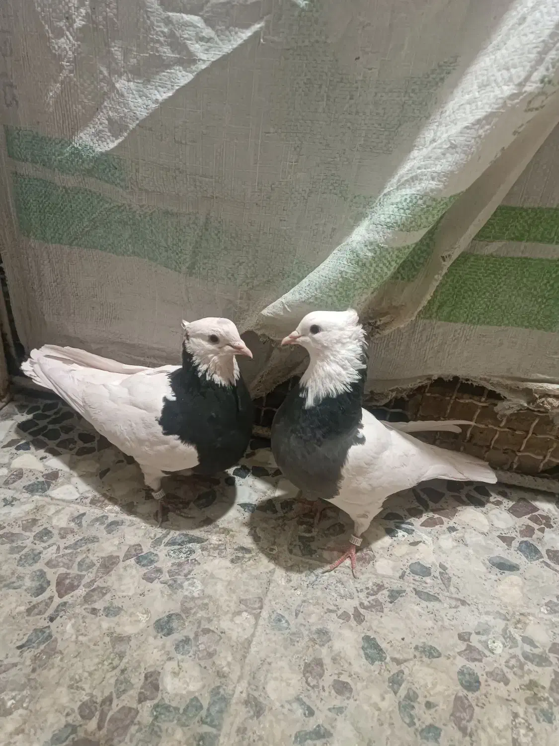 کفتر کوارتبعدی|پرنده|کوار, |دیوار