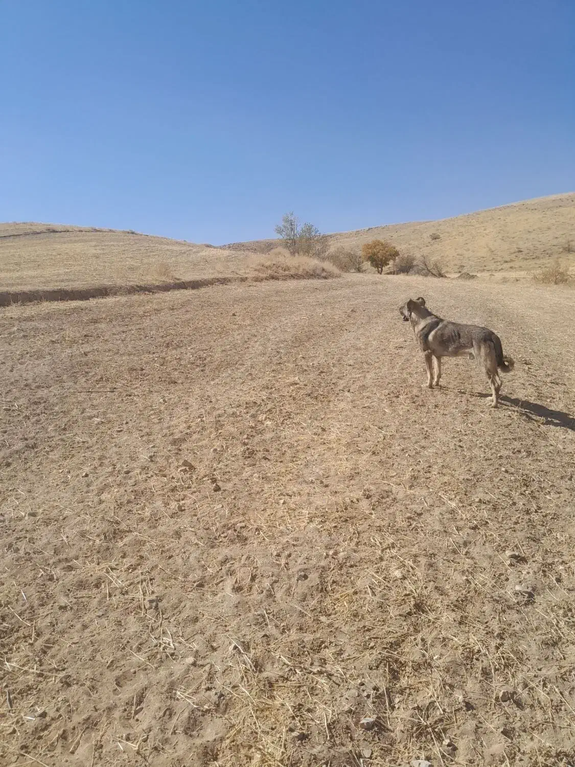 سگ عراقی|سگ|انگوران, |دیوار