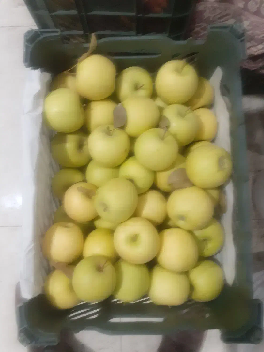 فروش سیب قرمز وسفیدمقدار ۳۰ تن فله|خوردنی و آشامیدنی|سلماس, |دیوار