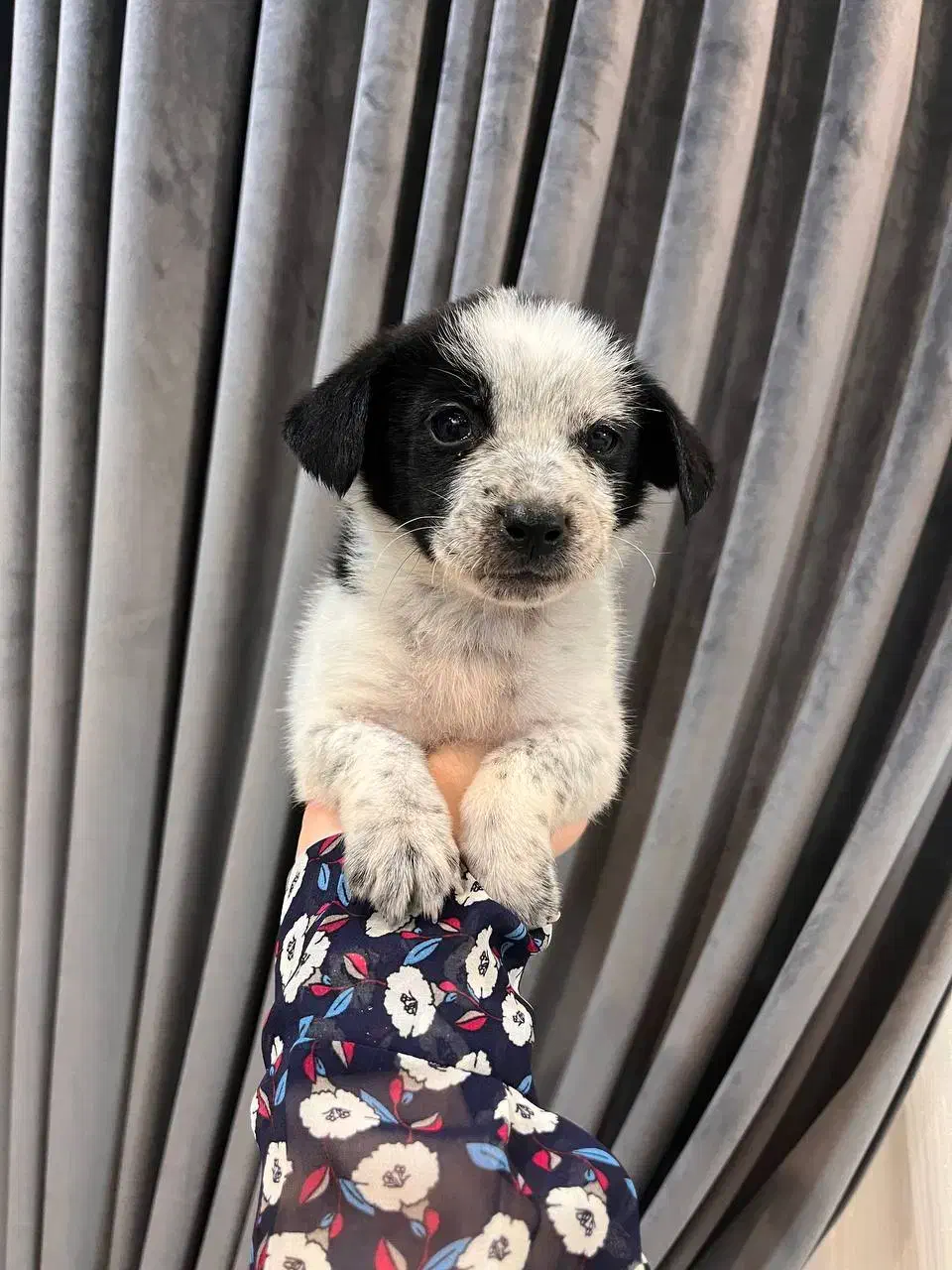 سگ...یک عدد توله پاکوتاه|سگ|مشهد, هفت تیر (نه دره)|دیوار