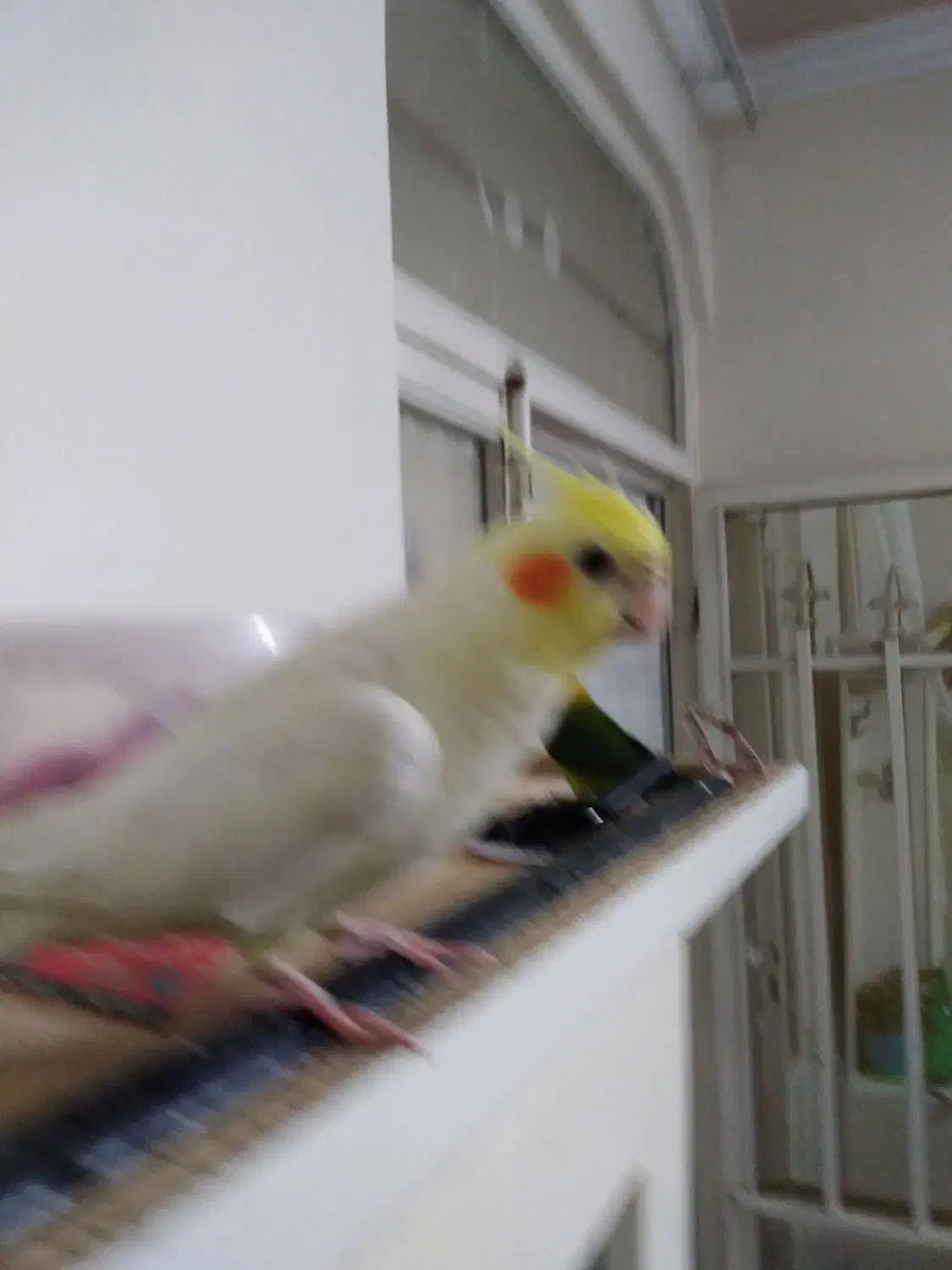 گم شده|حیوانات|سبزوار, پیروزی|دیوار