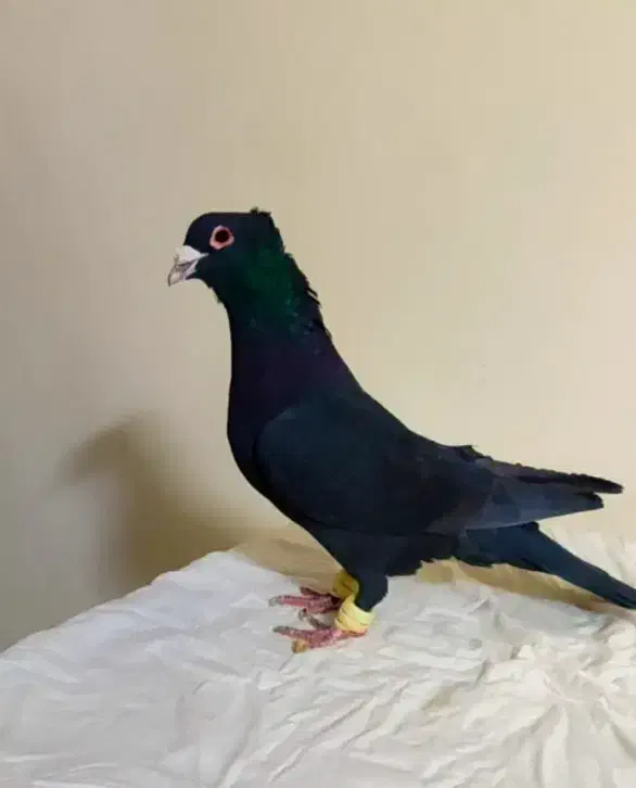 کبوتر پرشی|پرنده|بجنورد, |دیوار