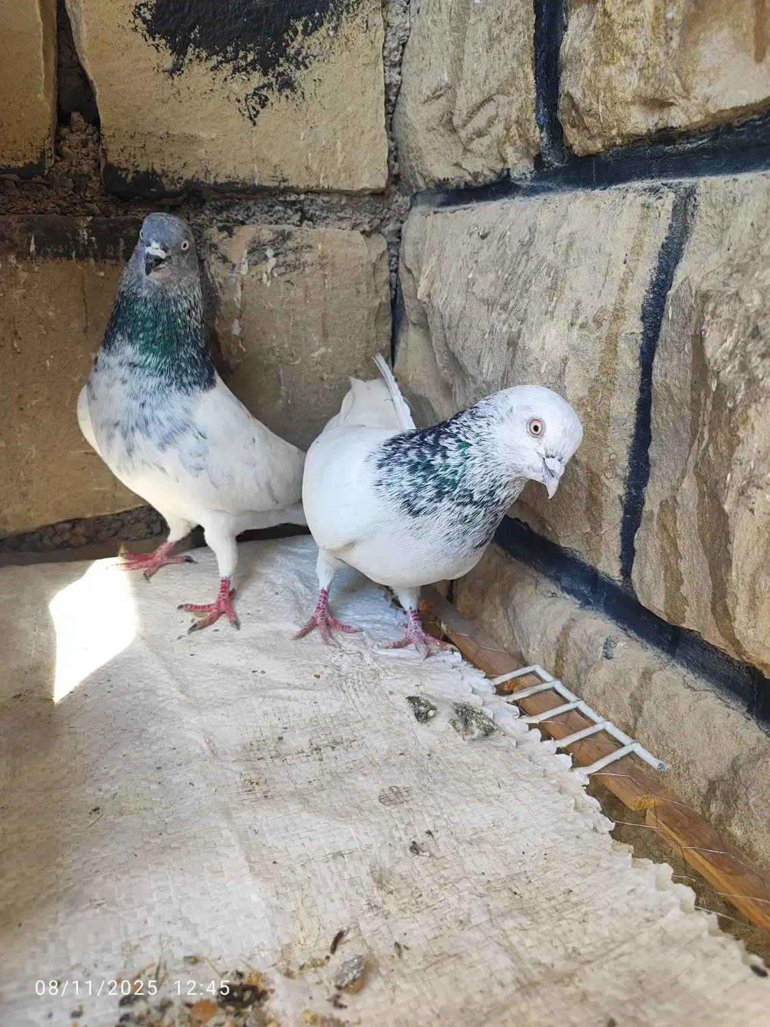 یک جفت کله شیخ نر|پرنده|مسجد سلیمان, |دیوار