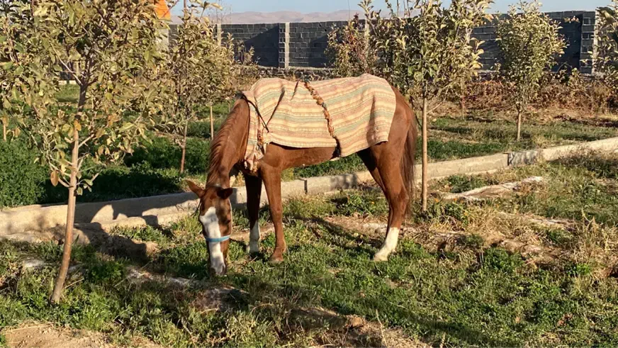 مادیون ترکمن|اسب و تجهیزات اسب‌سواری|قوچان, |دیوار