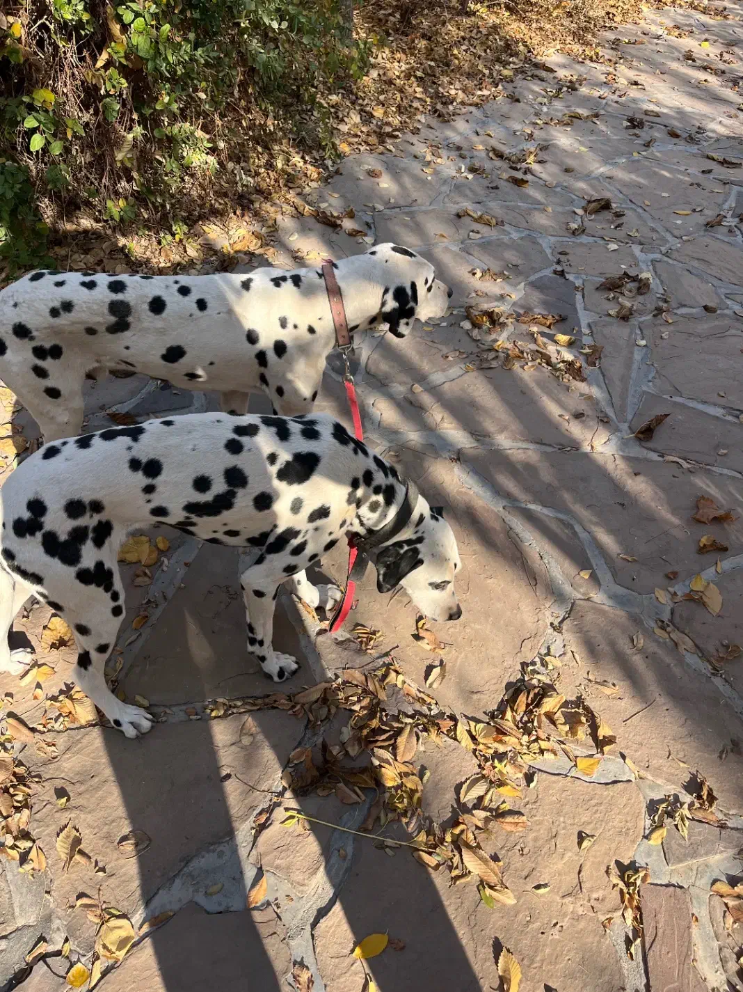 سگ نژاد دالمیشن|سگ|دماوند, دماوند|دیوار