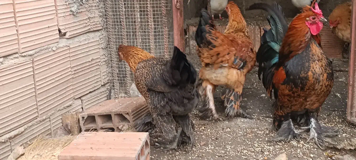 مرغ|حیوانات مزرعه|دلند, |دیوار