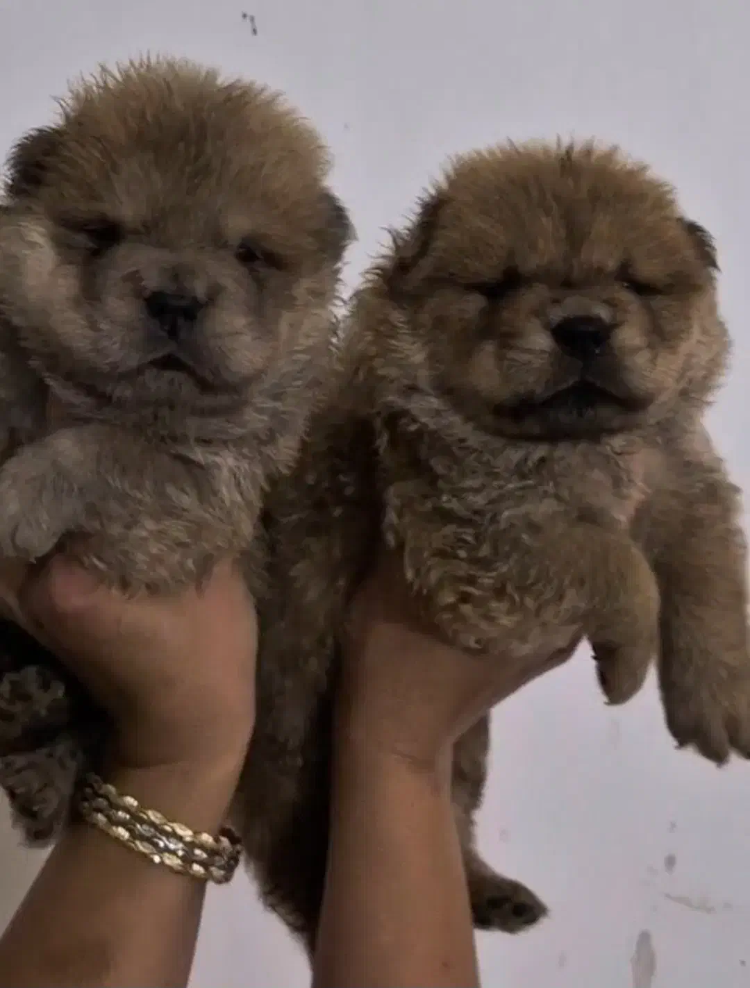 پرورش تخصصی چاوچاو چاو چاو چائوچائو|سگ|تهران, تجریش|دیوار