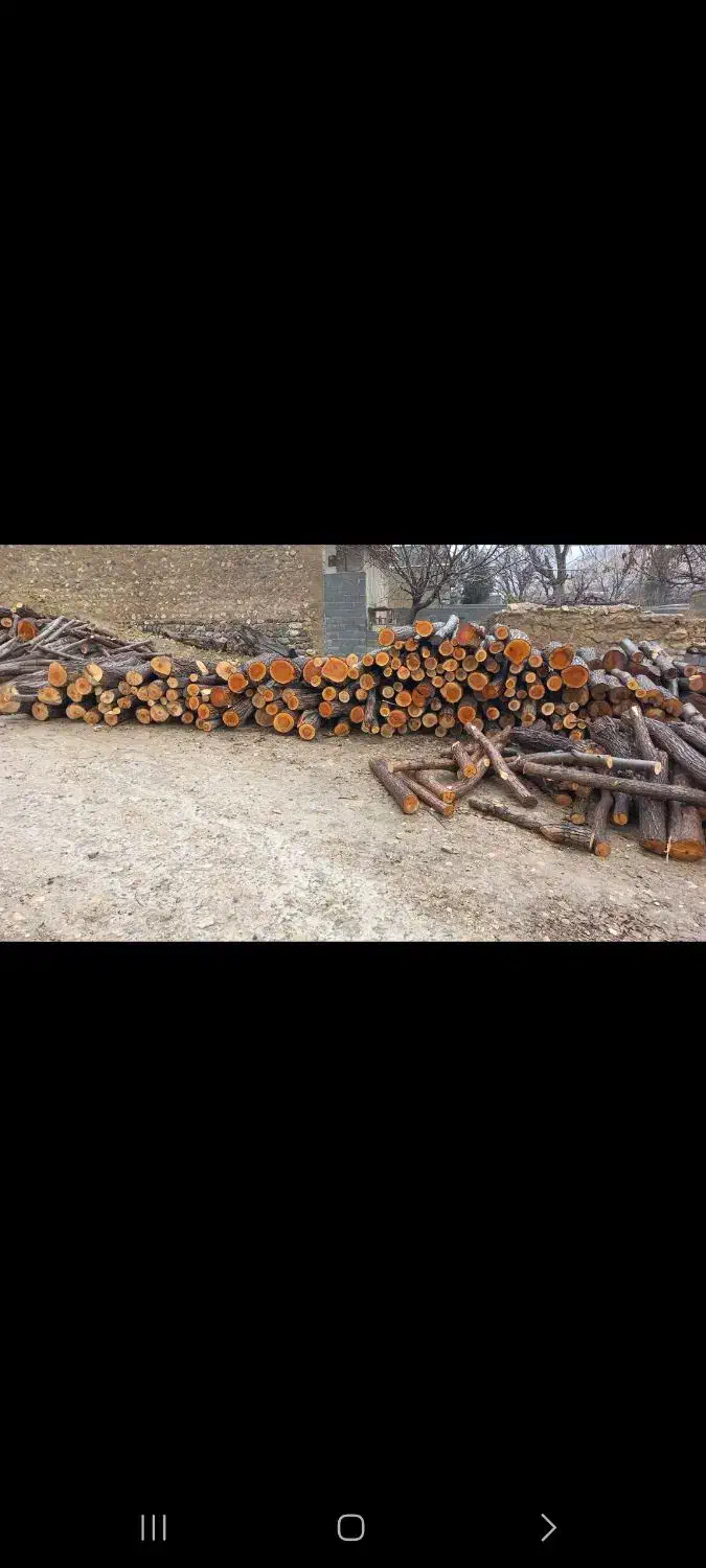 خریدار درخت  چوب گردو بید سفیدار کبوده|خدمات باغبانی و درختکاری|سی‌سخت, |دیوار