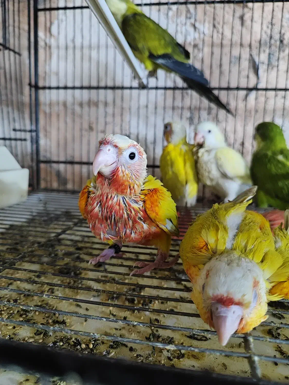 ردچیک راهب طوطی سرلاکی و دونخور|پرنده|اسفراین, |دیوار