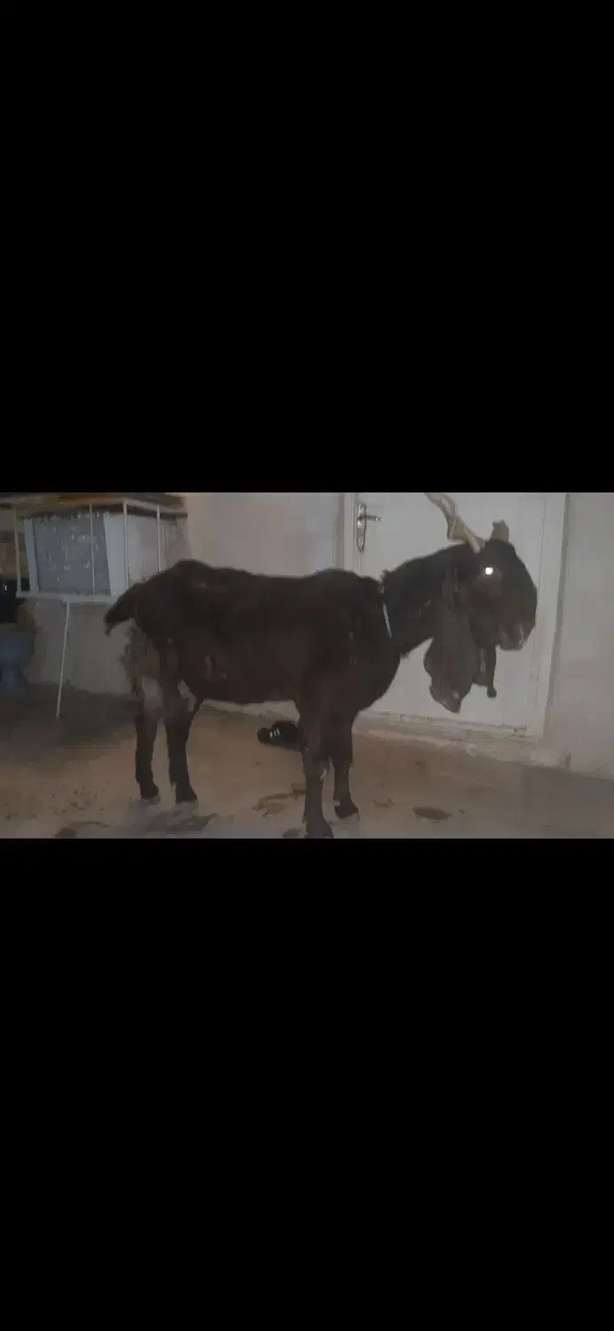 بز چاق|حیوانات مزرعه|مسجد سلیمان, |دیوار