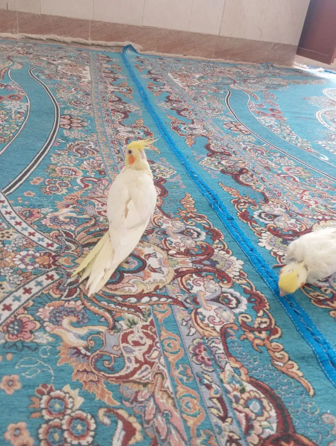 عروس هلندی|پرنده|زهک, |دیوار