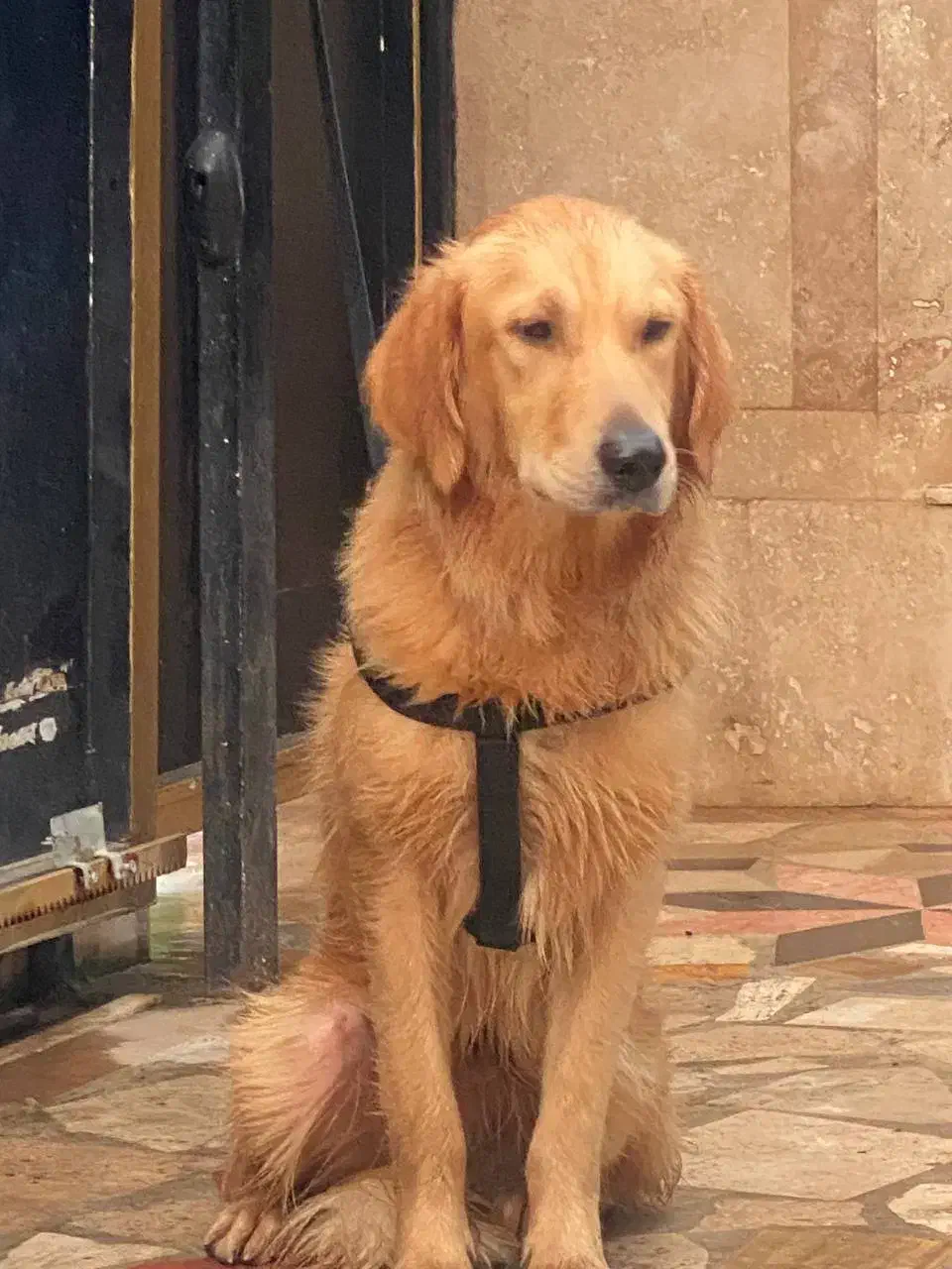 گلدن رتریور|سگ|چالوس, |دیوار