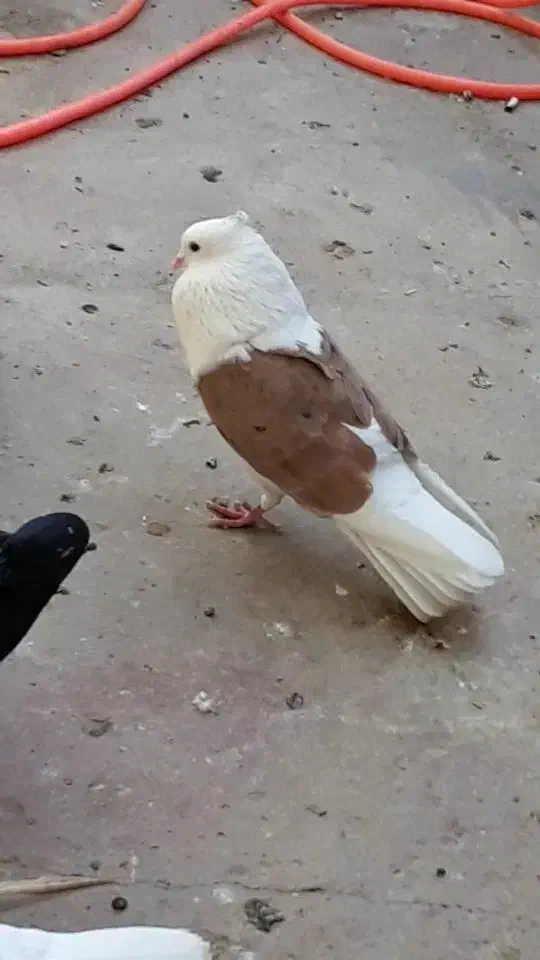 پرنده|پرنده|بروجرد, |دیوار