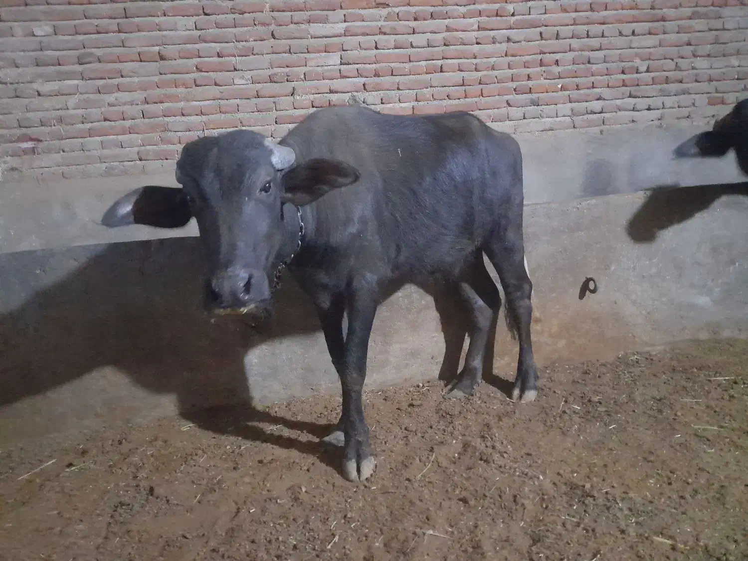گاومیش ماده اصیل سالم|حیوانات مزرعه|بناب, |دیوار