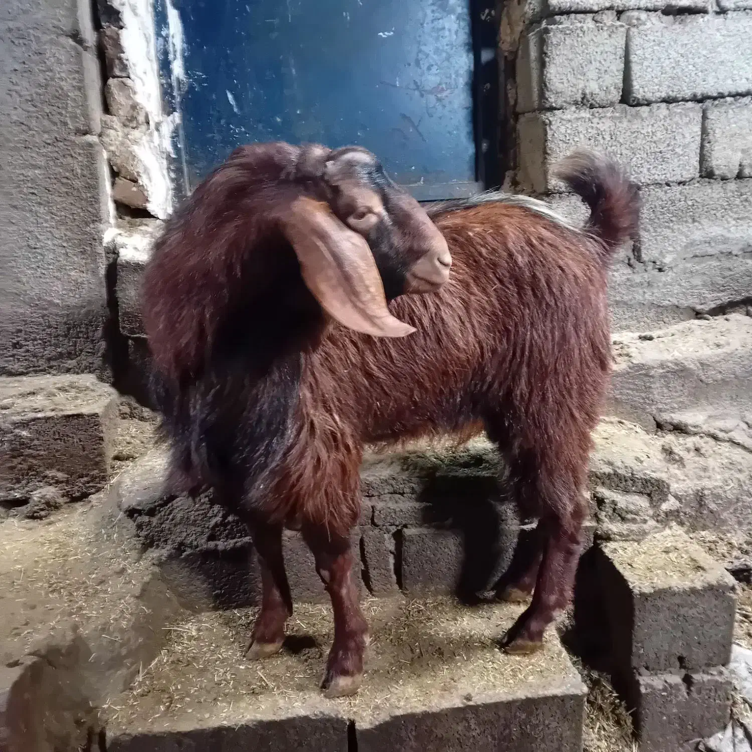 بزغاله|حیوانات مزرعه|امام, |دیوار