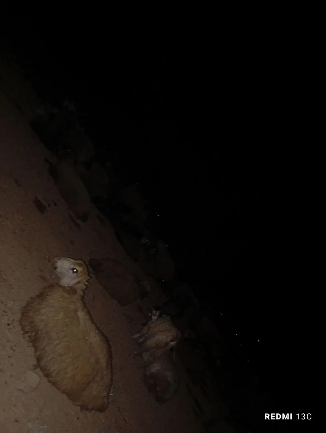 کهره نرو ماده|حیوانات مزرعه|طسوج, |دیوار