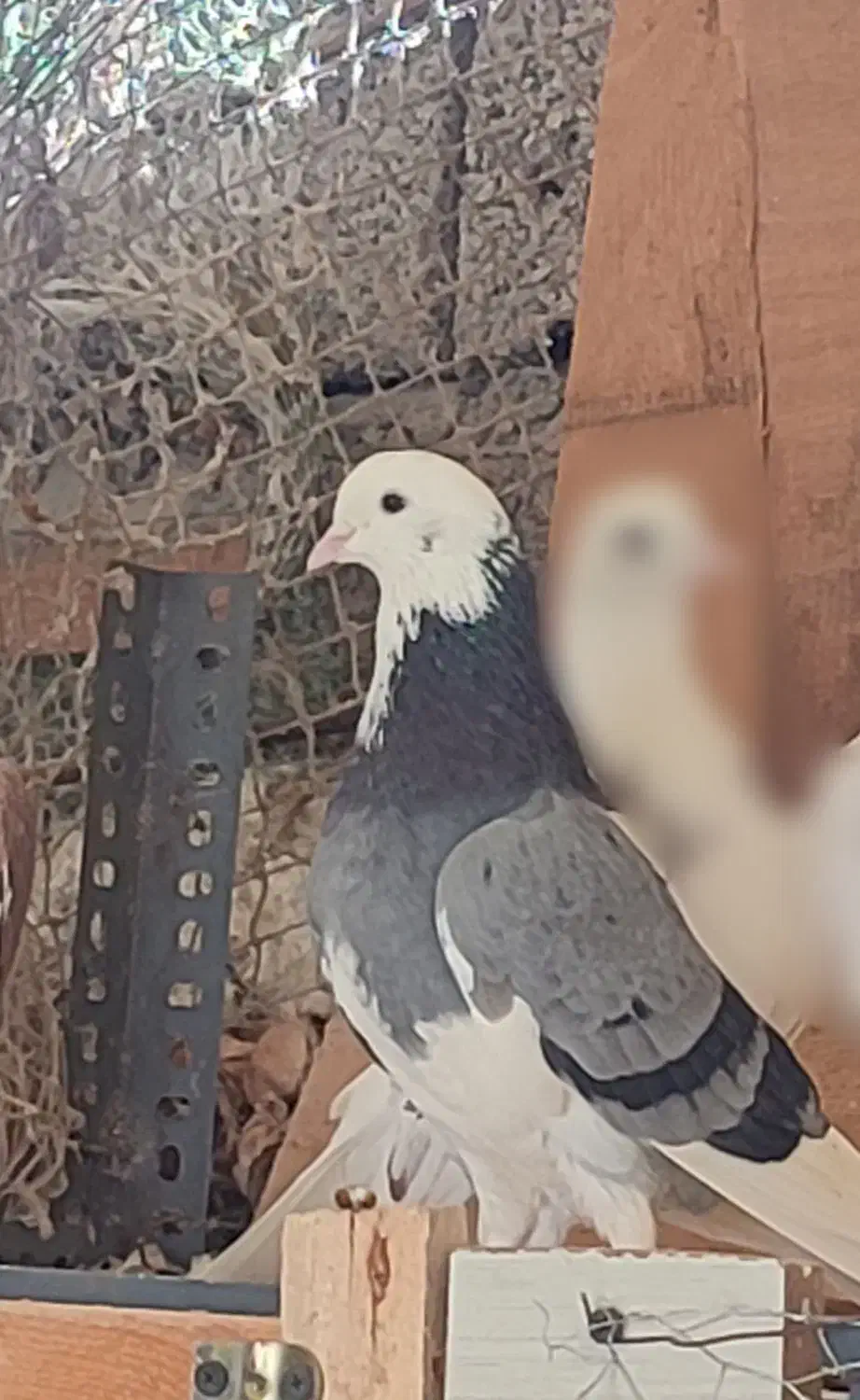 کبوتر شازده|حیوانات|لاهیجان, انقلاب|دیوار