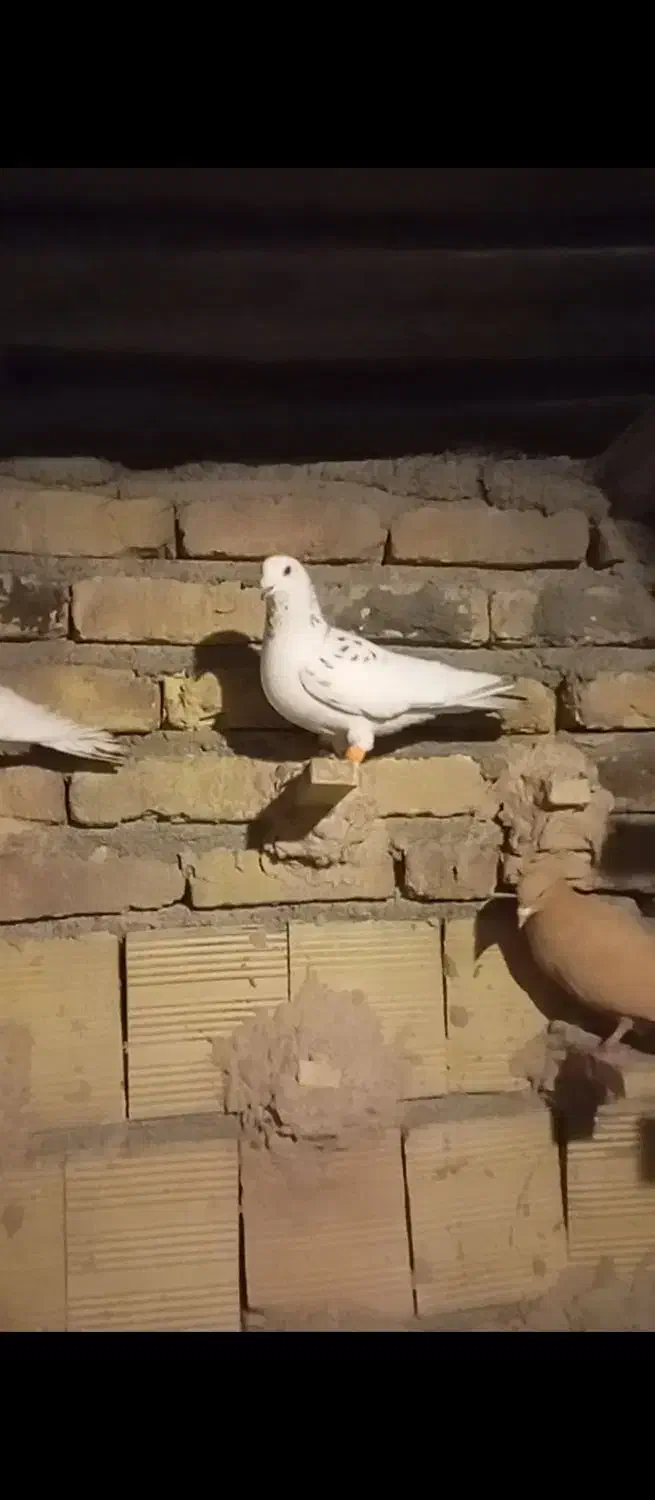 کبوتر پرشی. زرد .سار .سفید.|پرنده|مشهد, شهید احمدی روشن|دیوار