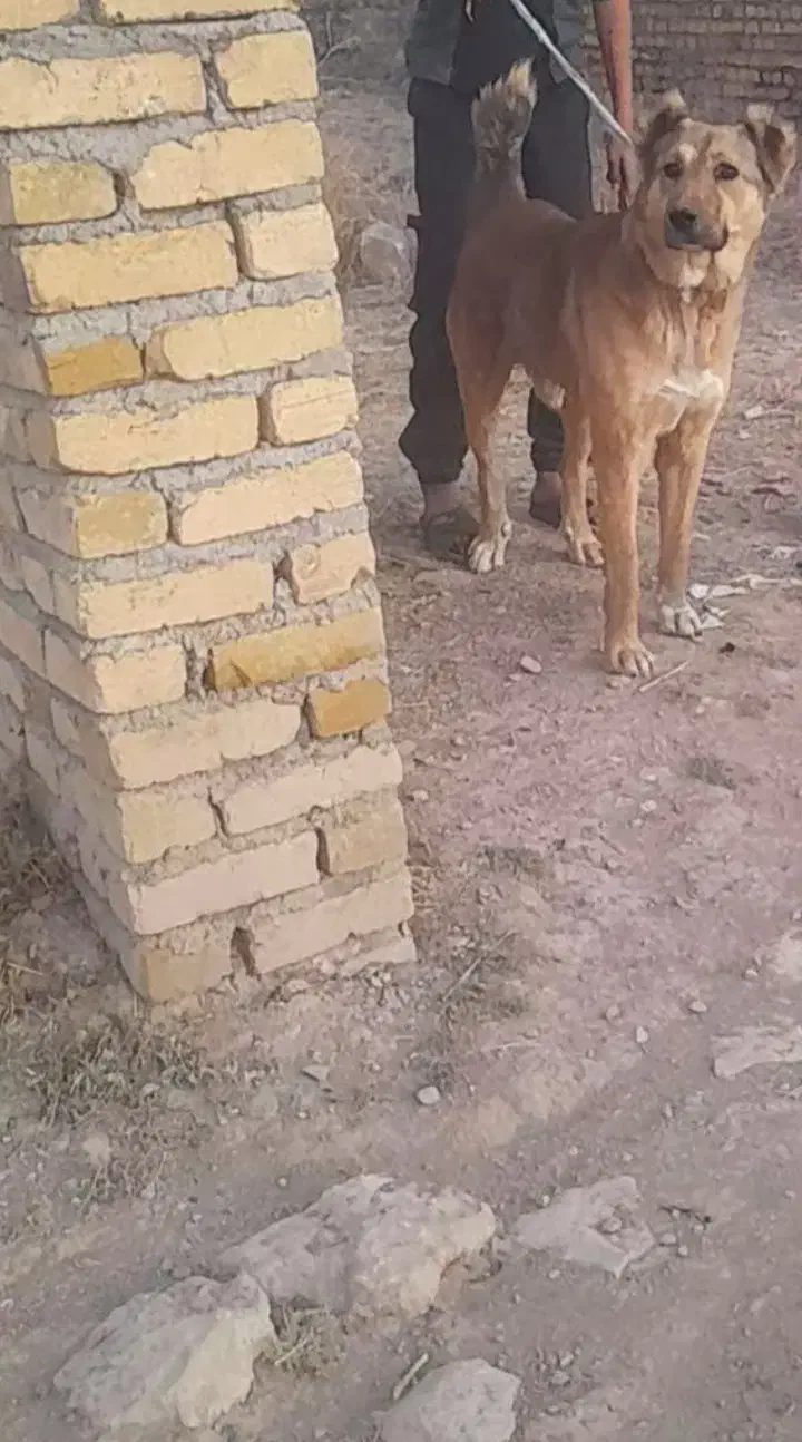 واگذاری سگ|سگ|دوتپه, |دیوار