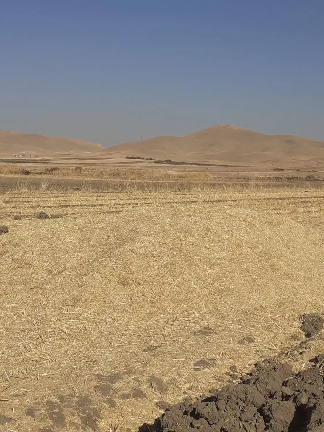 کاه گندم|حیوانات مزرعه|کنگاور, |دیوار