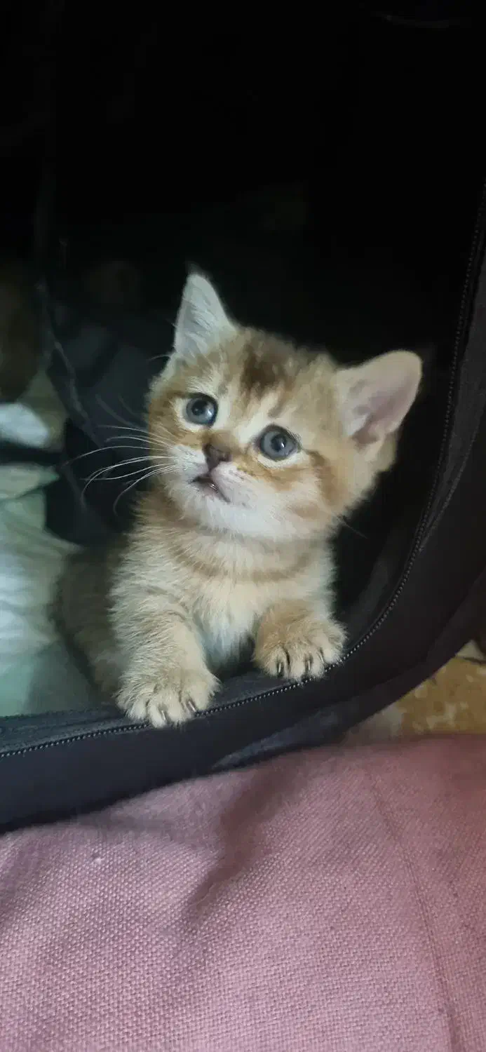 بچه گربه ناز بریتیش گلد ۲ماهه|گربه|اهواز, زیباشهر|دیوار