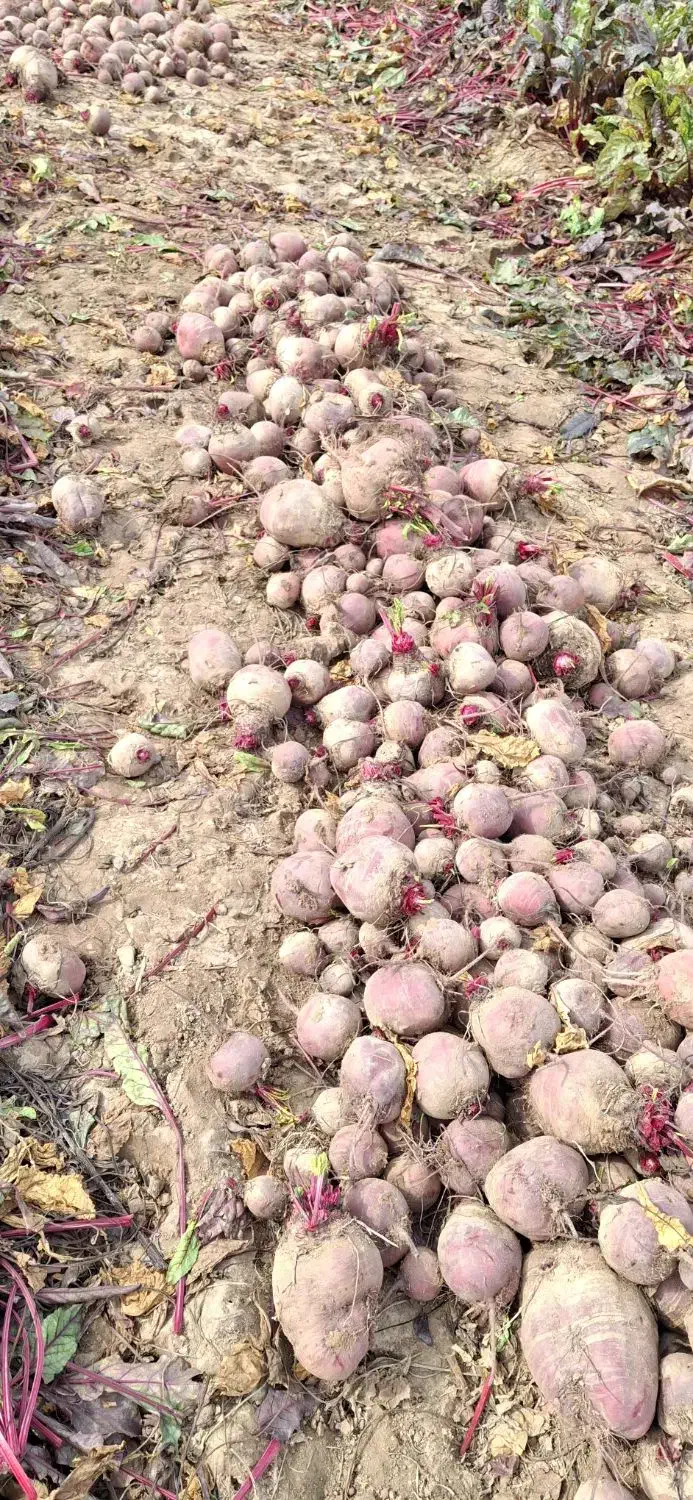 چغندر لبو|خوردنی و آشامیدنی|ارشق, |دیوار