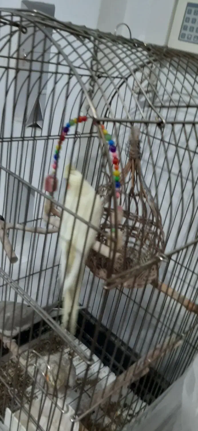 عروس هلندی|پرنده|فردیس, فرامرزیه|دیوار