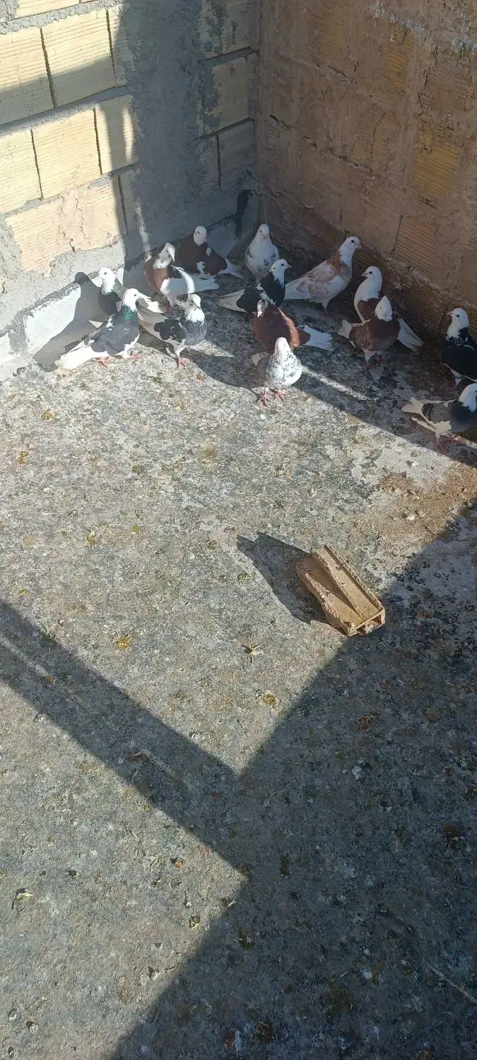 کبوتر|پرنده|تبریز, |دیوار