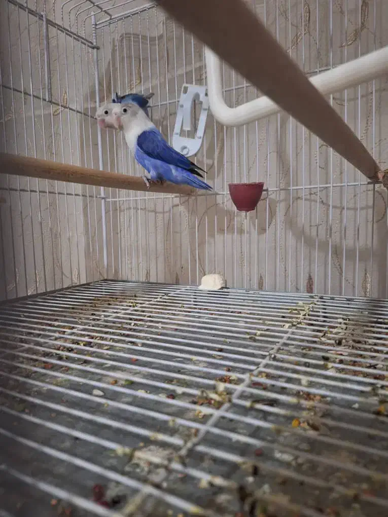 عروس هلندی هدلایت کوتوله گرینچک|پرنده|شیراز, فرودگاه شهید دستغیب شیراز|دیوار