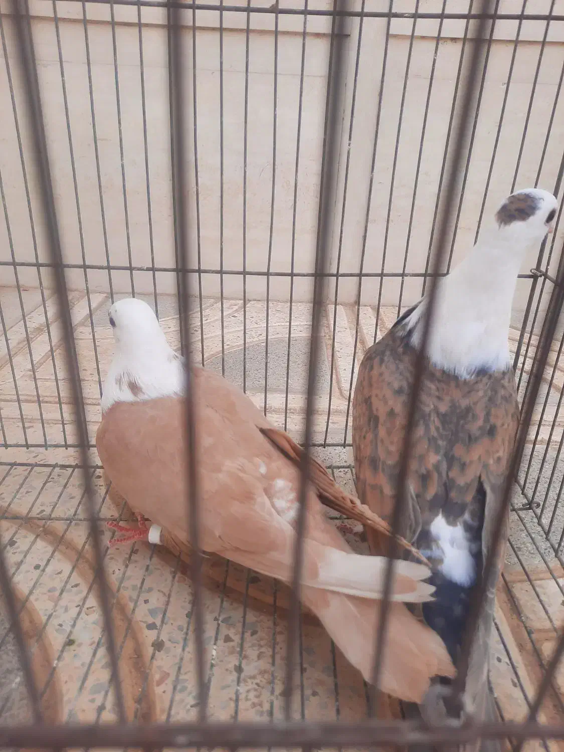 کله سفید ساده طوقی هفترنگ پرنده|پرنده|خلیل آباد, |دیوار