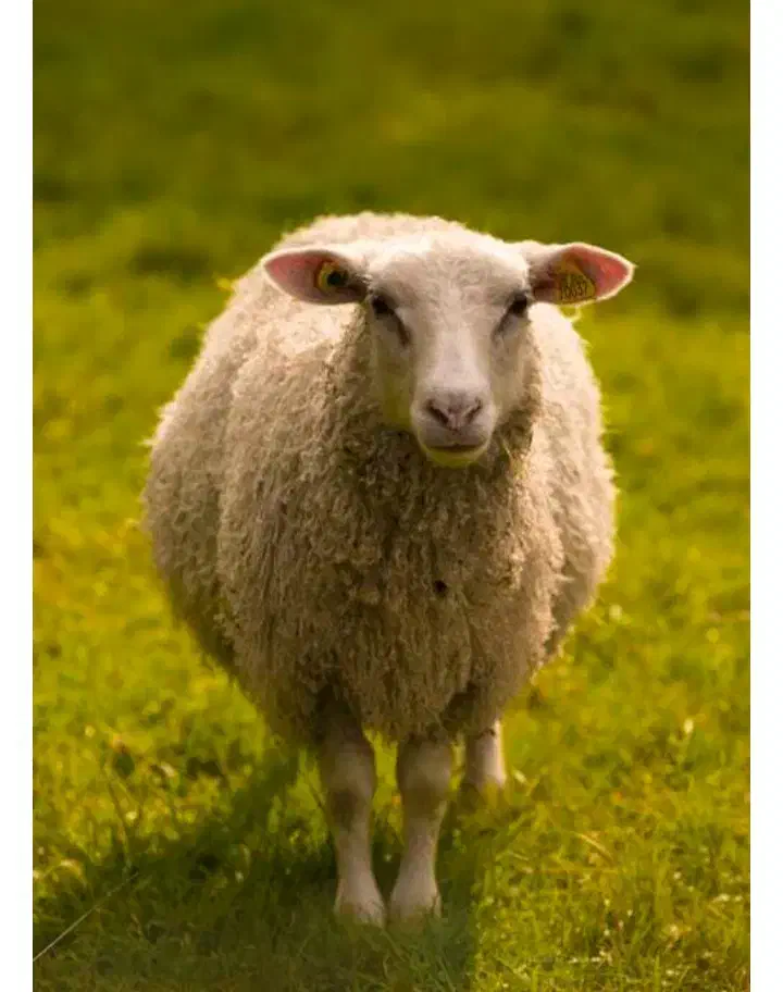 گوسفند گم شده|حیوانات|سرپل ذهاب, |دیوار