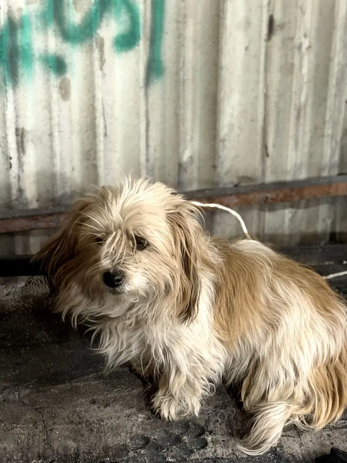 شیلا|سگ|مشگین شهر, |دیوار