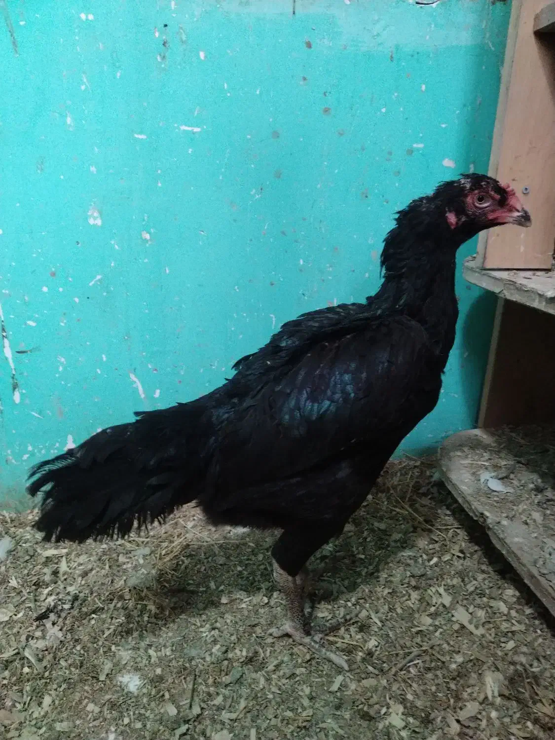 مرغ لاری|حیوانات مزرعه|نقده, |دیوار