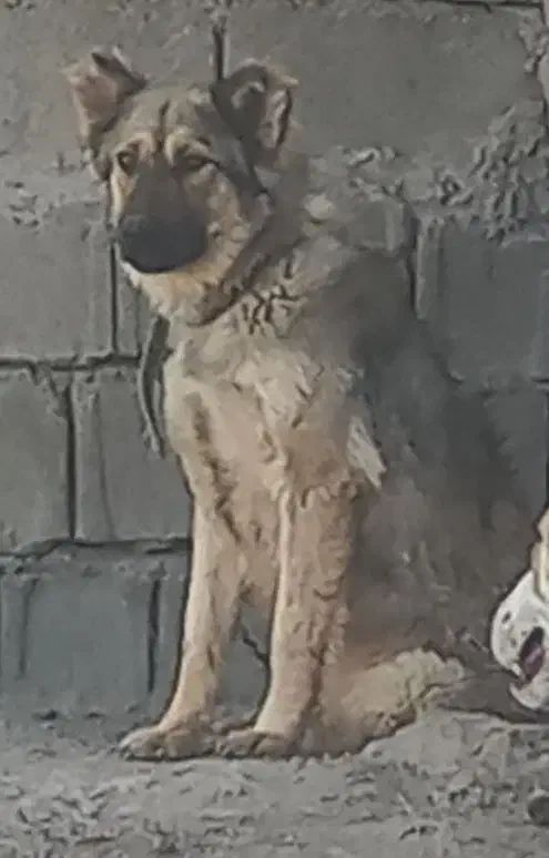 سگ شکاری|سگ|جهرم, |دیوار