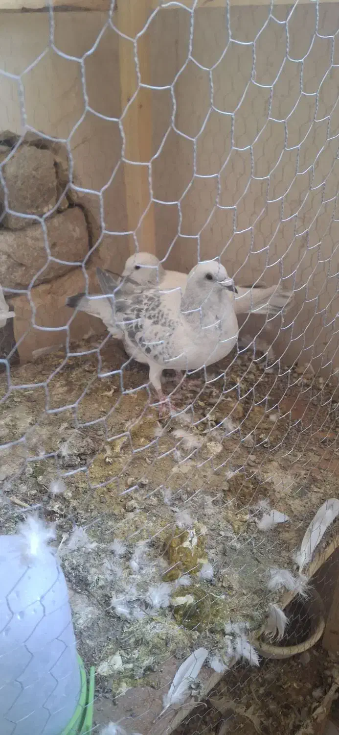 نروماده شامی|پرنده|تربت‌حیدریه, کلاته توکلی|دیوار