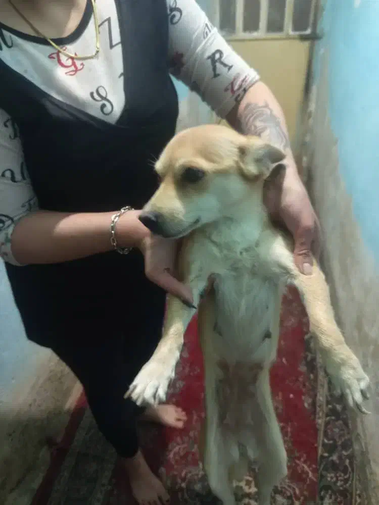 سگ.بازی گوشی|سگ|شیراز, سیلو|دیوار