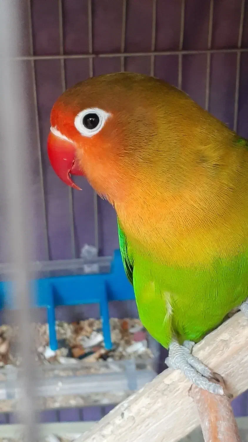 گمشده جفت طوطی برزیلی فیشر|حیوانات|کرمان, |دیوار