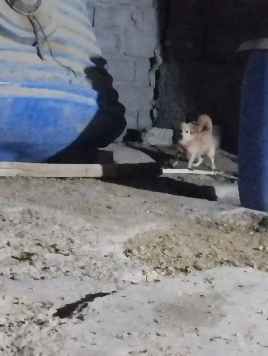 سگ پاکوتاه ماده 8ماهه|سگ|میناب, |دیوار