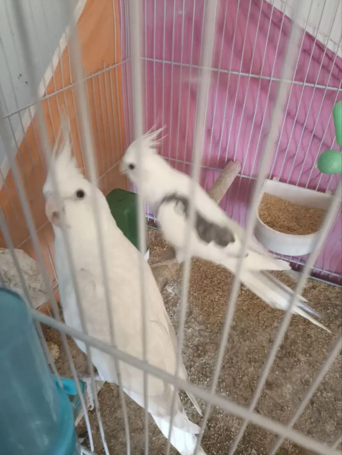 عروس هلندی|پرنده|گلبهار, شهر جدید گلبهار|دیوار