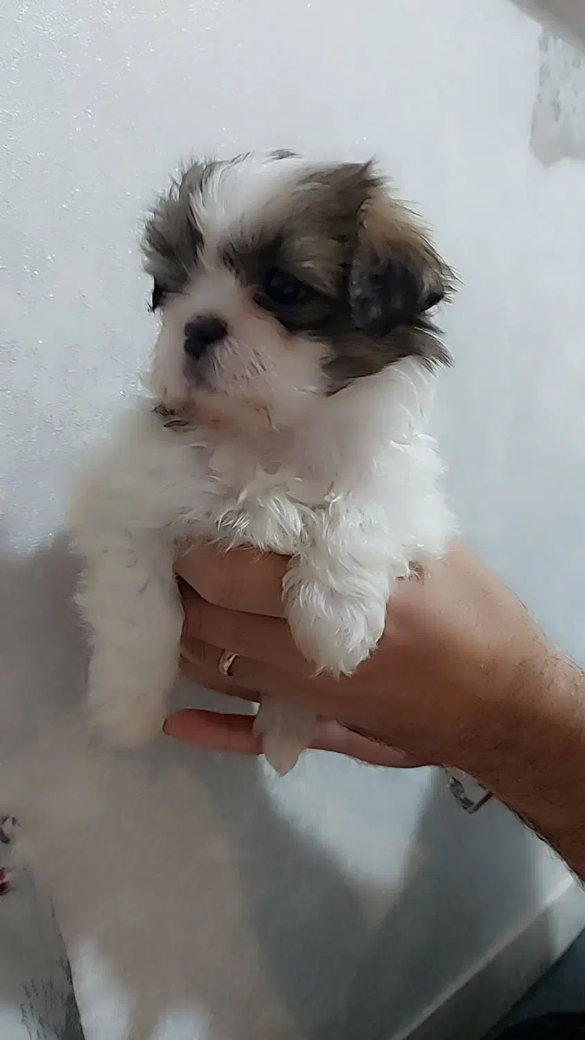 سگ سالم|سگ|قم, بنیاد|دیوار