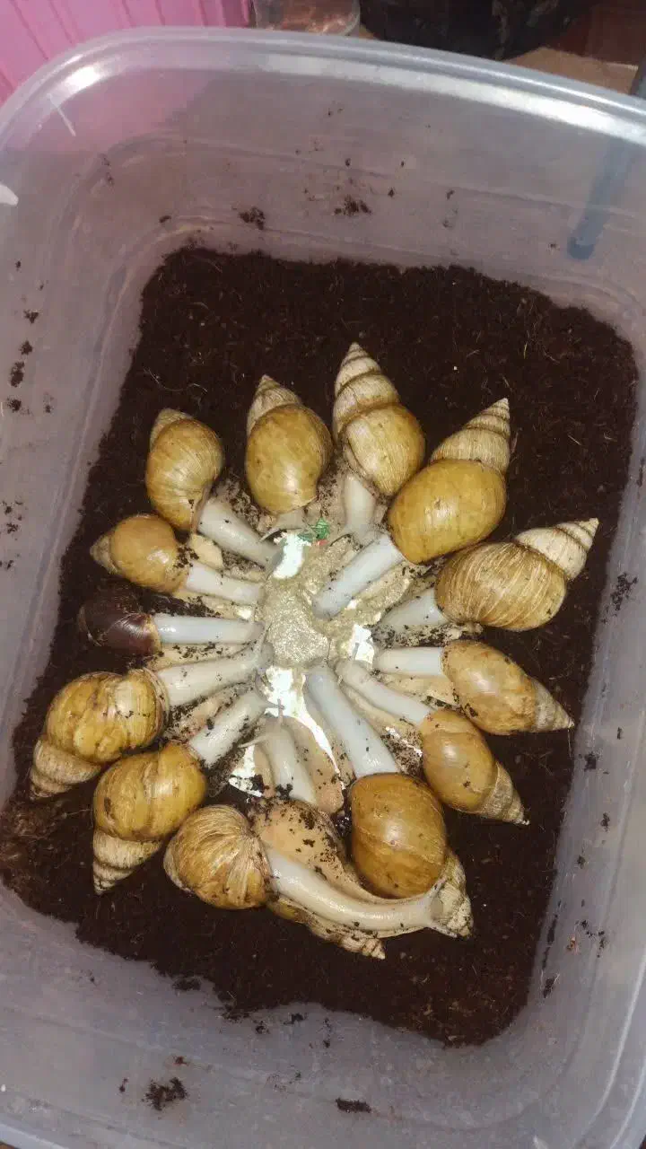 خرید وفروش حلزون|خزنده|تهران, فردوسی|دیوار