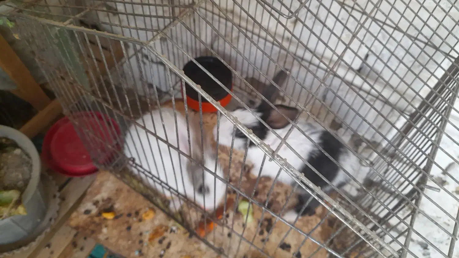 خرگوش پشمالو|موش و خرگوش|تربت‌حیدریه, ده پائین|دیوار